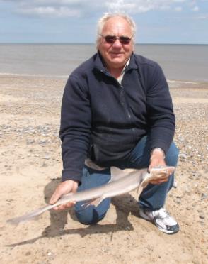 Smooth-hound