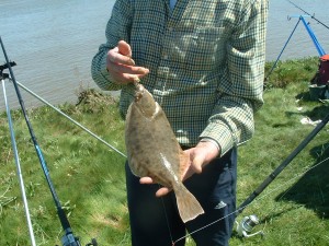 36cm Flounder